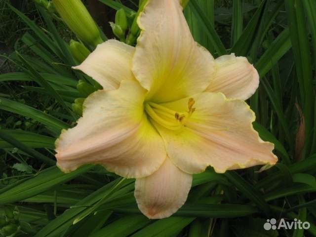 Многолетники в сад