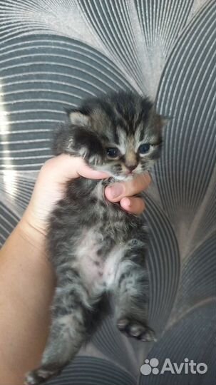 Продам шотландцев