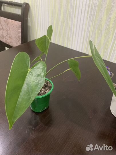 Цветы разные