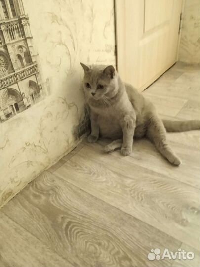 Британские котята