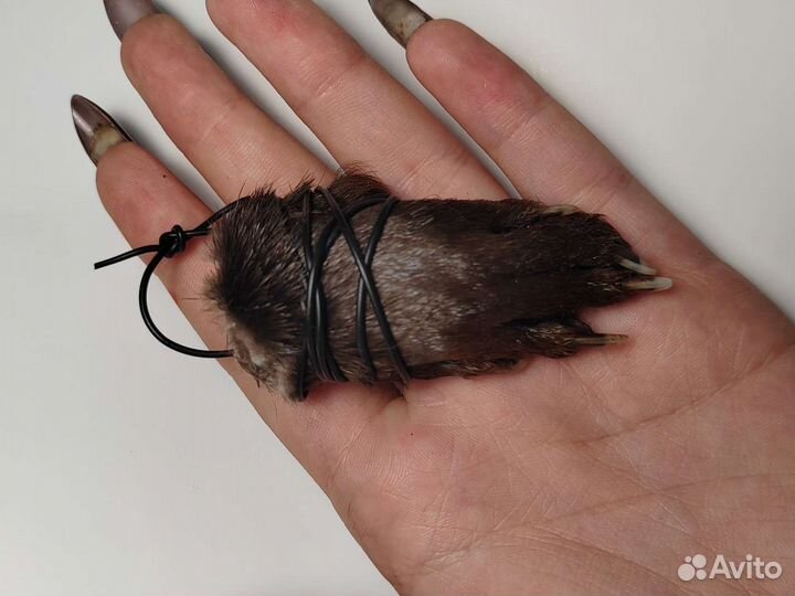 Лапка выдры