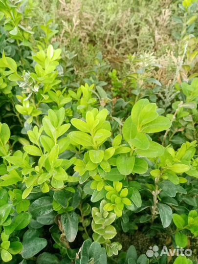 Саженцы самшита