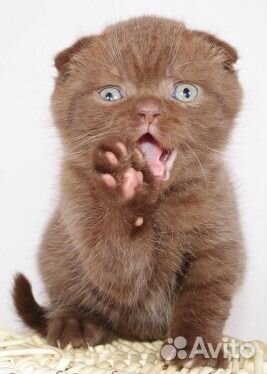 Вислоухие котята