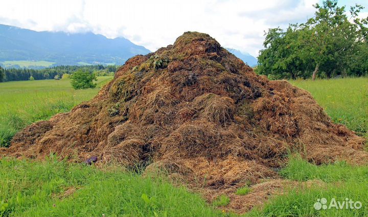 Навоз бесплатно