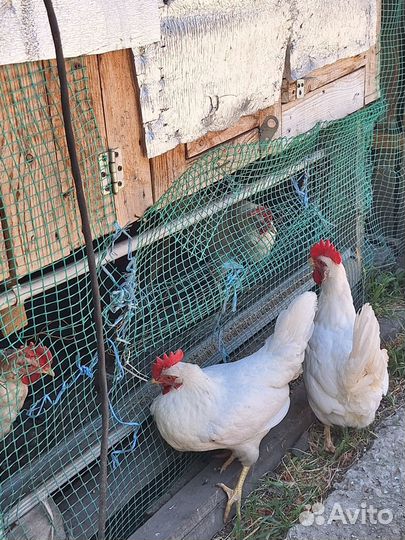 Курочки-несушки