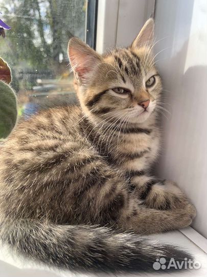 Кошка бесплатно