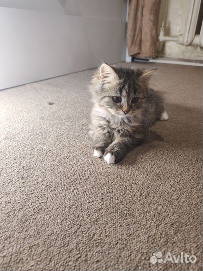 Британские котята