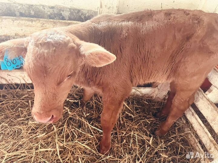 Телята бычки бесплатная доставка