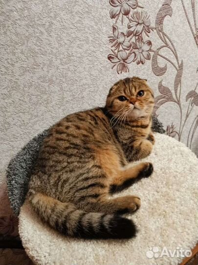 Шотландская вислоухая кошка бесплатно
