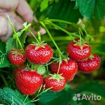 Земляника ремонтантная крупная на осень
