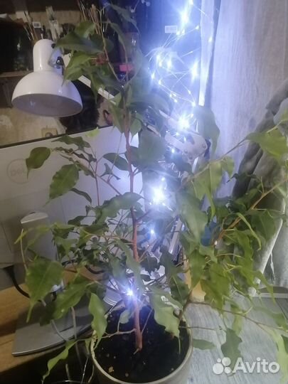 Фикус Бенджамина \без горшка