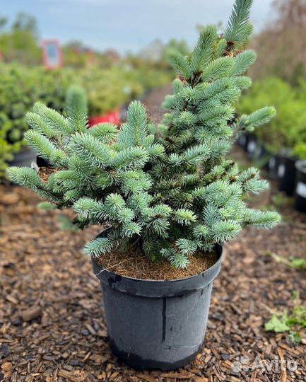 Ель глаука глобоза