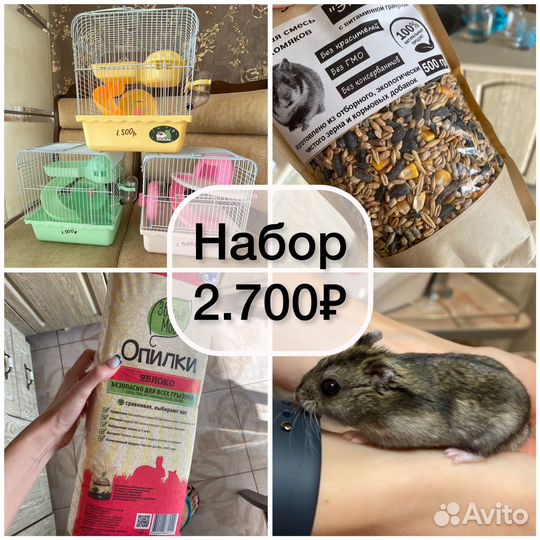 Хомячок + корм + наполнитель + новая клетка