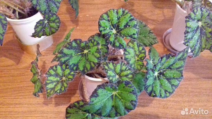 Тигровые и крапчатые бегонии