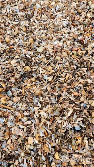 Ракушка морская