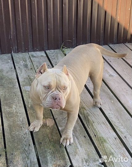 Американский булли - девочка подросток