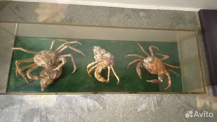 Крабы сушеные