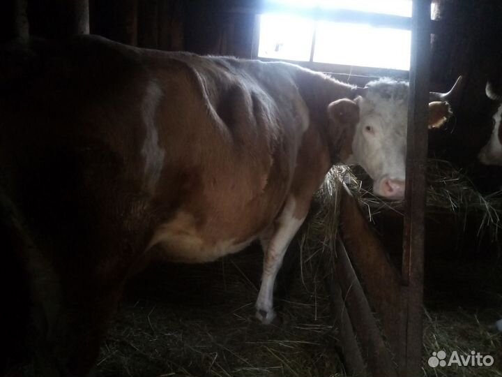 Коровы дойные молочные