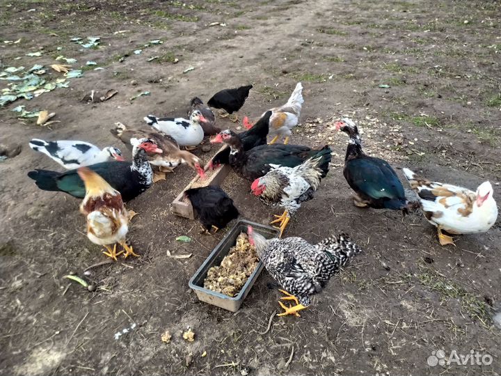 Индоутки и петушки