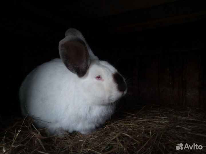 Кролик Калифорнийский