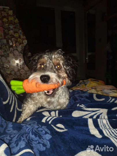 Бивер-йорк вязка