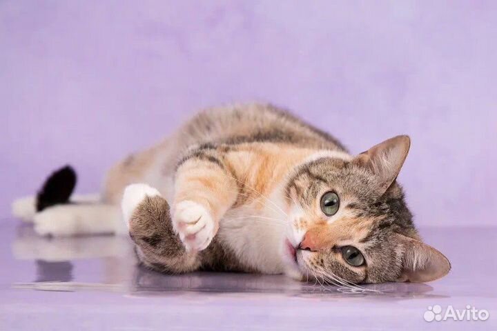 Кошка в добрые руки