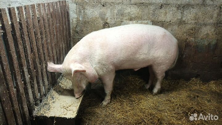 Поросенок ландрас