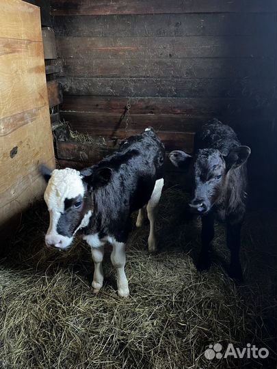 Продам телят быки и телки
