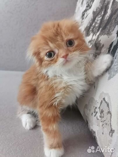 Котятки