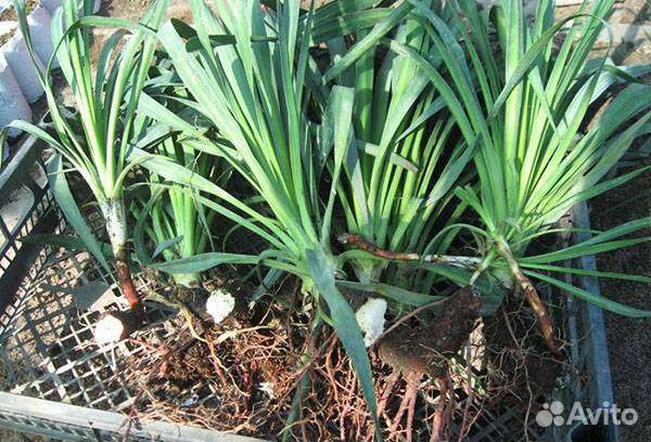 Юкка нитчатая