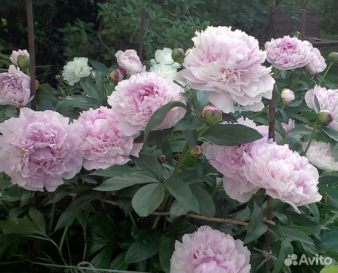 Пионы корни