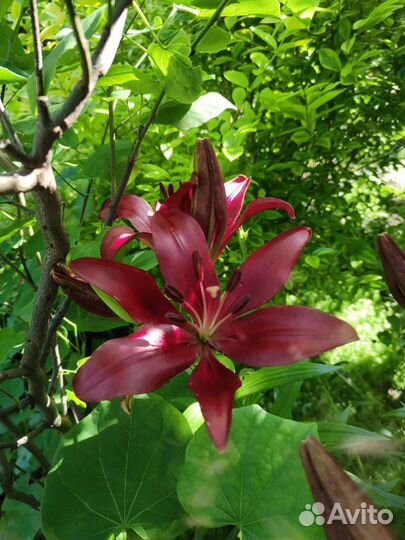 Аптения,Фиалка уличная, мелисса лимонная