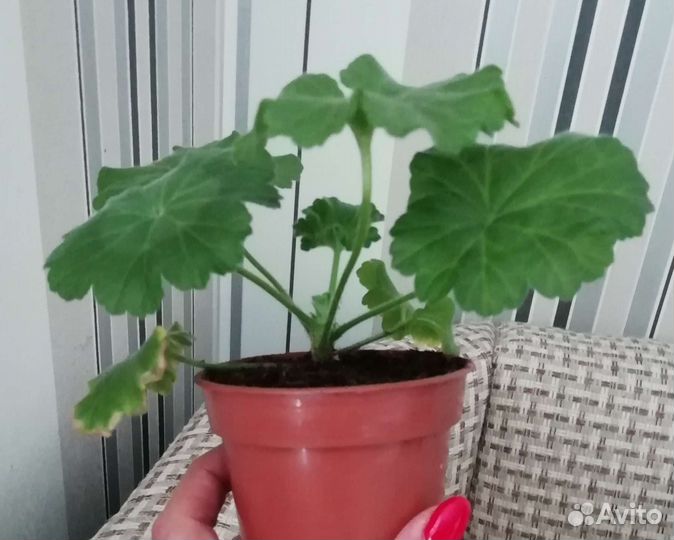 Пеларгония Фея Весна