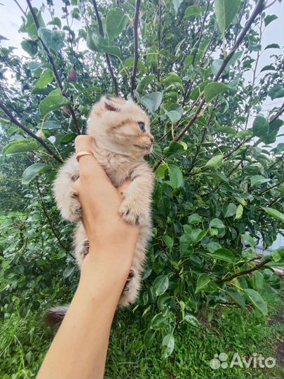 Шотландские котята