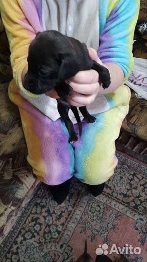 Щенки таксы