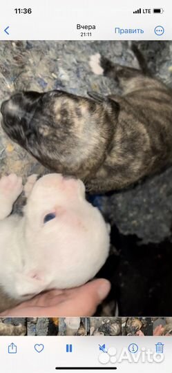 Амстафф щенки