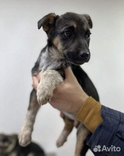 Щенок в добрые руки