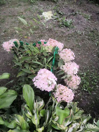 Хоста, спирея, гортензия, дейция