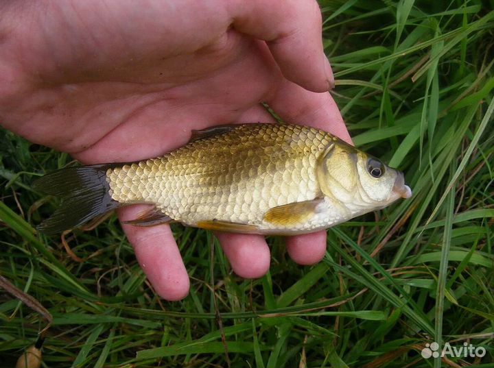 Рак живой и Живец приманка