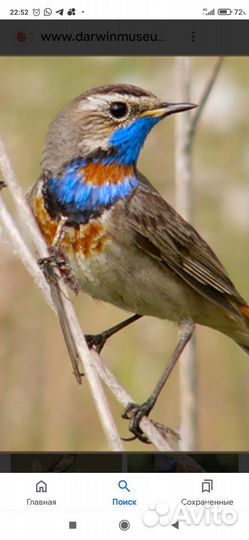 Певчие птицы