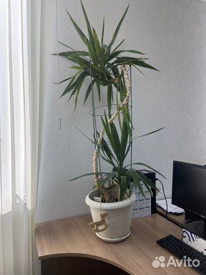 Комнатные цветы юкка
