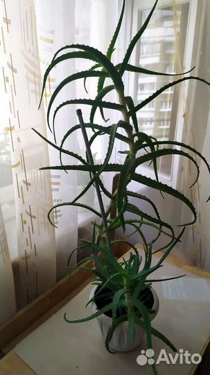 Цветок Алоэ