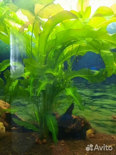 Аквариумное растение