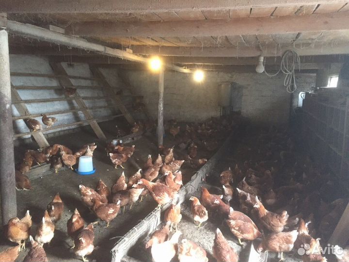 Куры-несушки, молодка