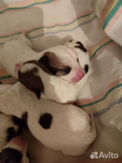 Щенки джек Рассел терьер брокен и гладкошерстные