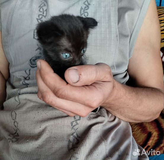 Отдам котенка