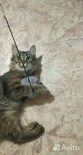 Котёнок мальчик