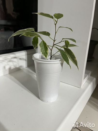 Комнатные растения