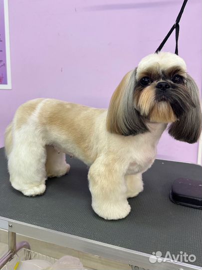 Грумер с выездом на дом