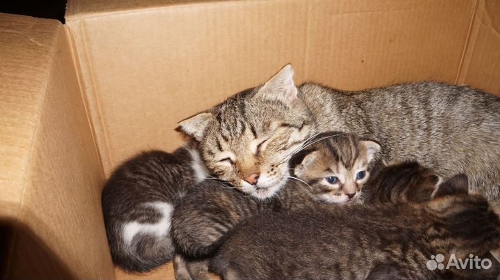 Котята в добрые руки даром